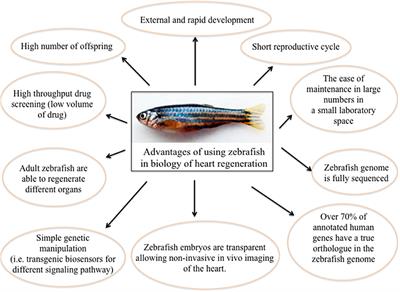 Zebrafish as a Smart Model to Understand Regeneration After Heart Injury: How Fish Could Help Humans